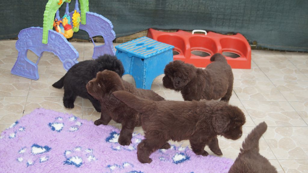 chiot Terre-neuve du domaine des hautes prairies