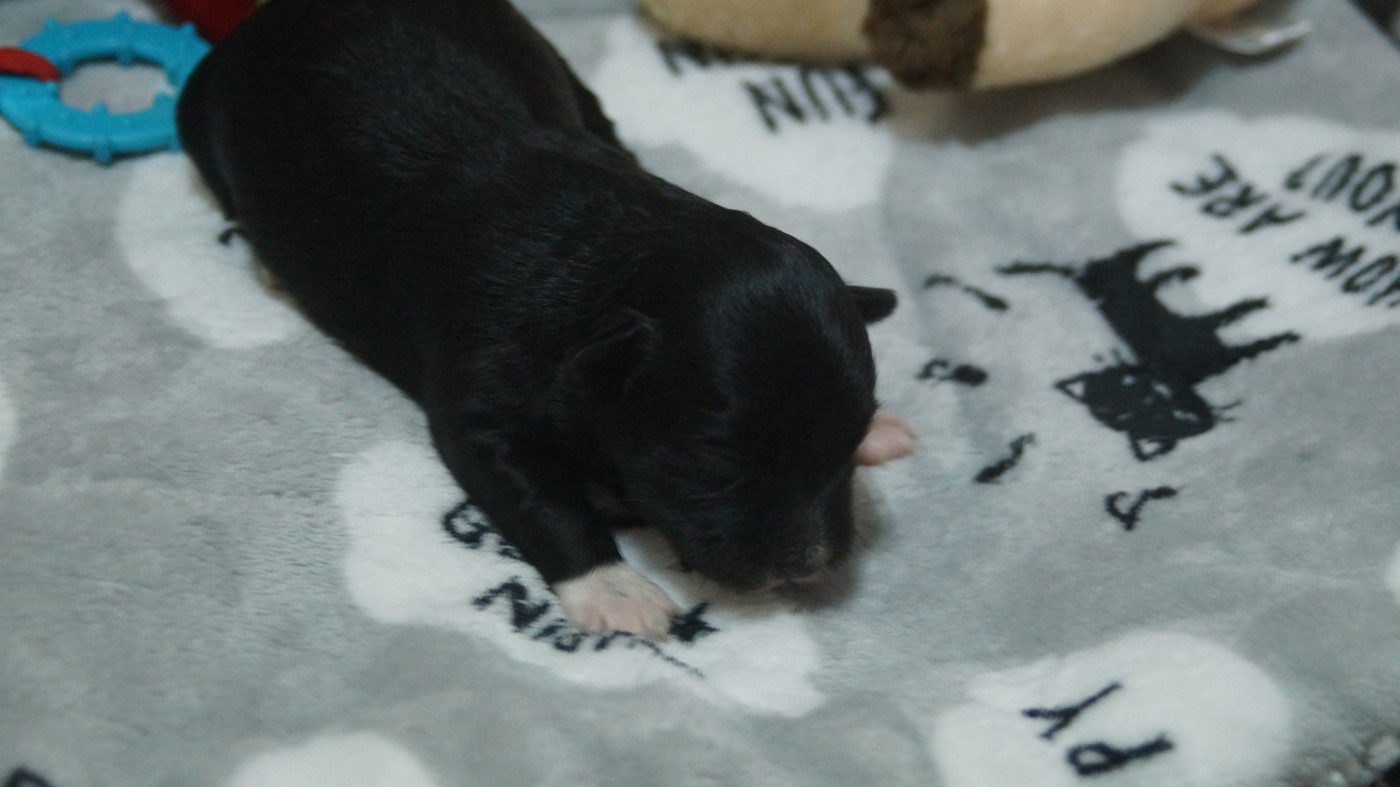 du domaine des hautes prairies - Chiots disponibles - Bichon Havanais
