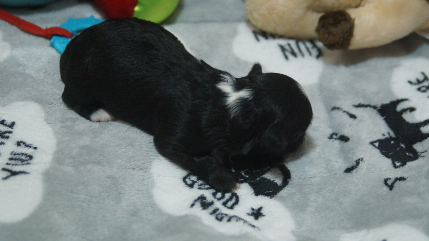 du domaine des hautes prairies - Chiots disponibles - Bichon Havanais