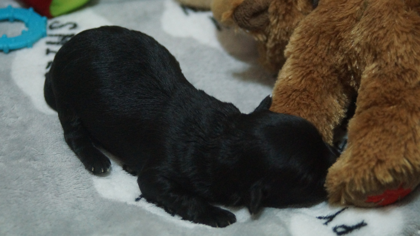 du domaine des hautes prairies - Chiots disponibles - Bichon Havanais