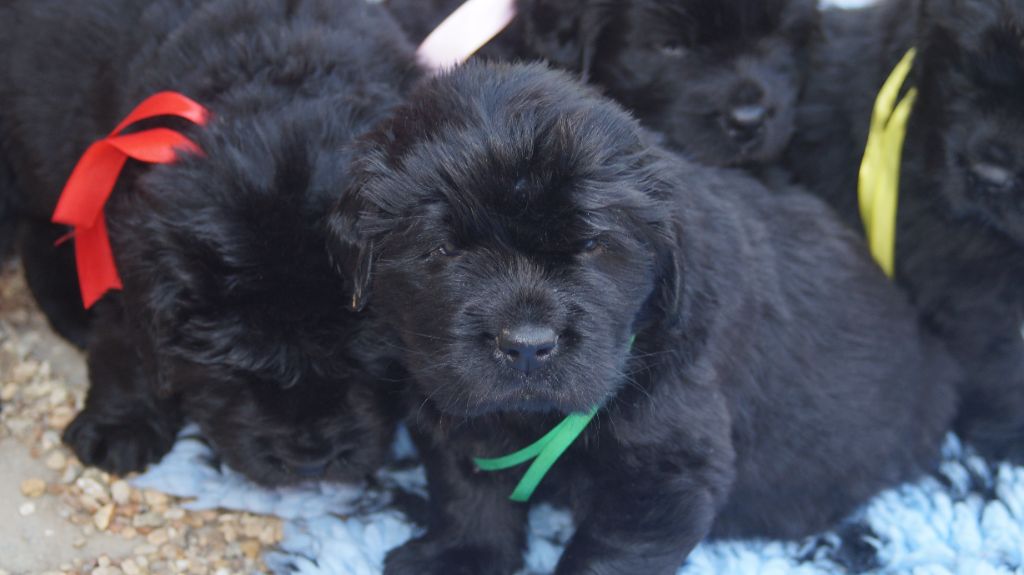 du domaine des hautes prairies - Chiots disponibles - Terre-neuve