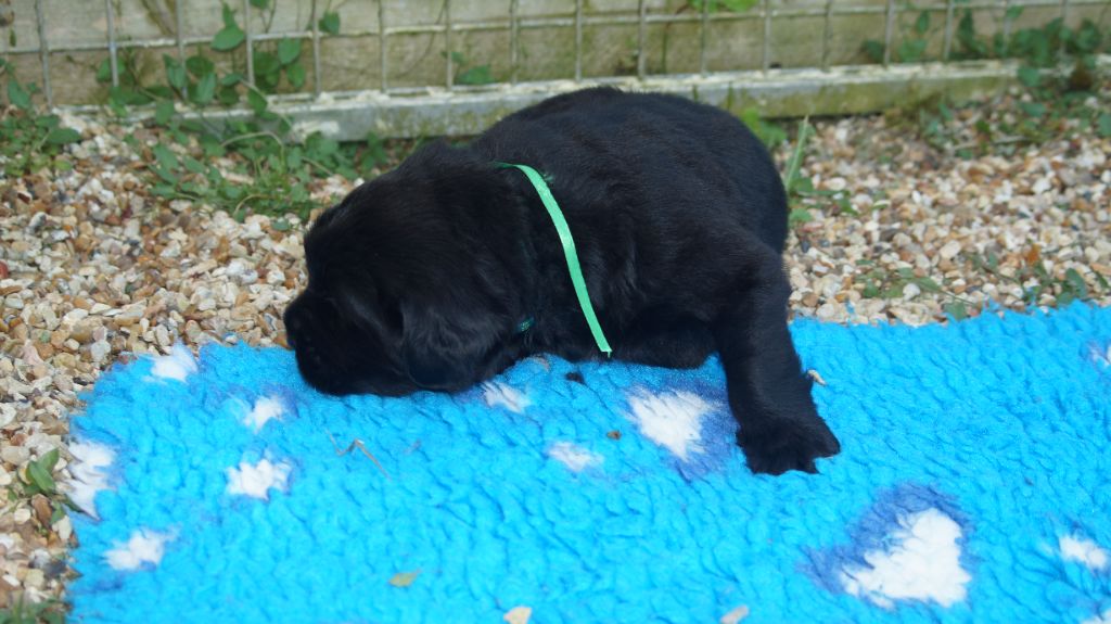 du domaine des hautes prairies - Chiots disponibles - Terre-neuve