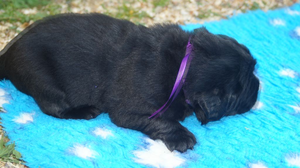 du domaine des hautes prairies - Chiots disponibles - Terre-neuve