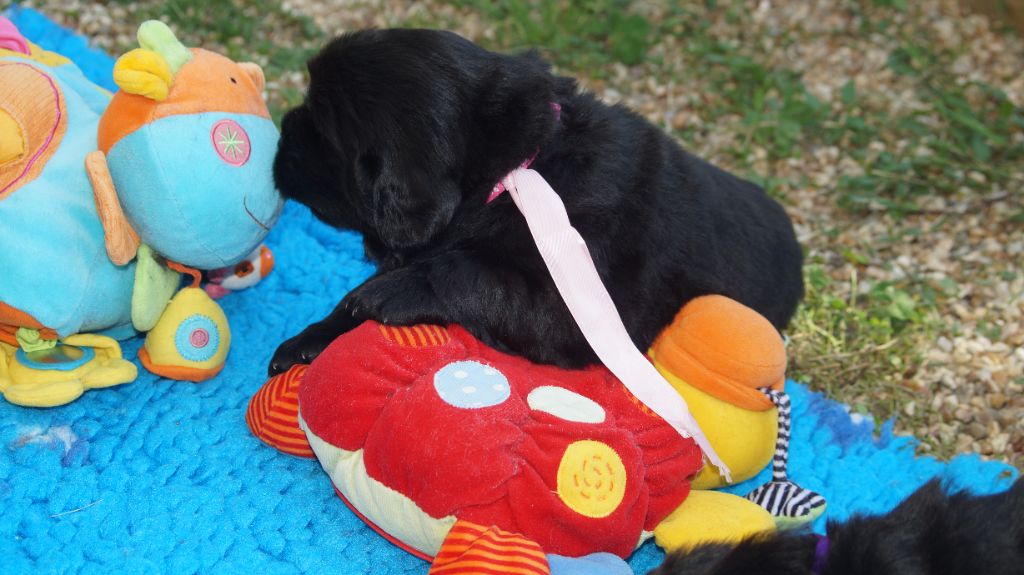 du domaine des hautes prairies - Chiots disponibles - Terre-neuve