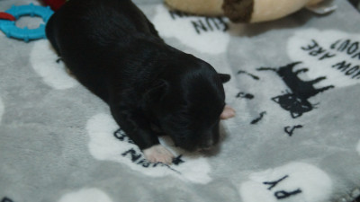 NOIR PATTES BLANCHES