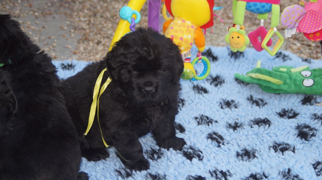 du domaine des hautes prairies - Chiots disponibles - Terre-neuve
